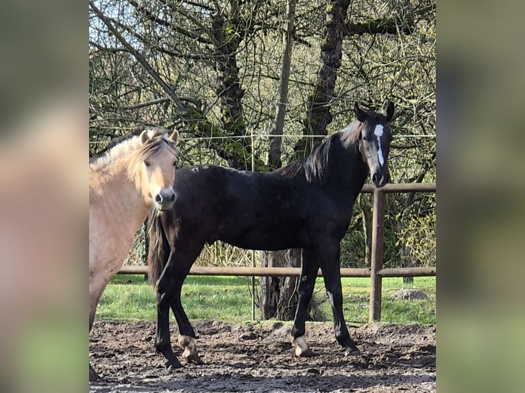 Schweres Warmblut Mix Ogier 1 Rok 170 cm Kara in Twist