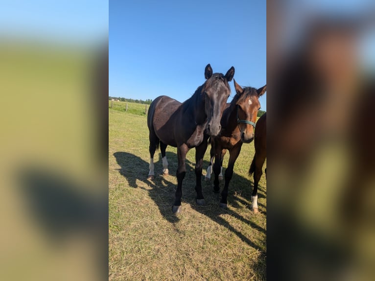 Schweres Warmblut Ogier 1 Rok 170 cm  in Wilsdruff