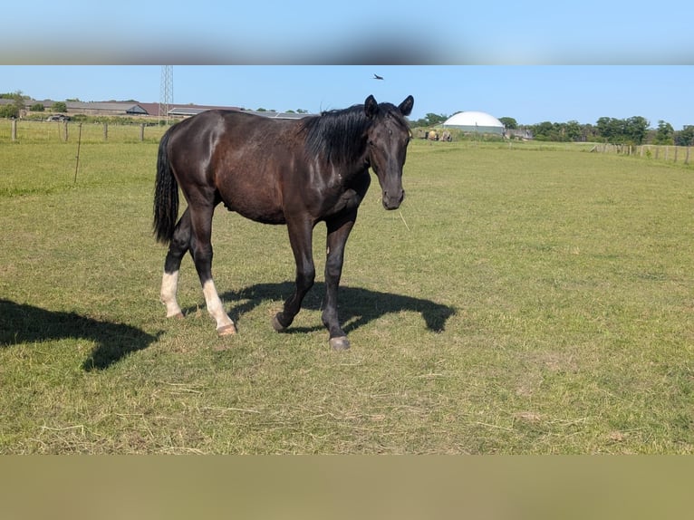 Schweres Warmblut Ogier 1 Rok 170 cm  in Wilsdruff