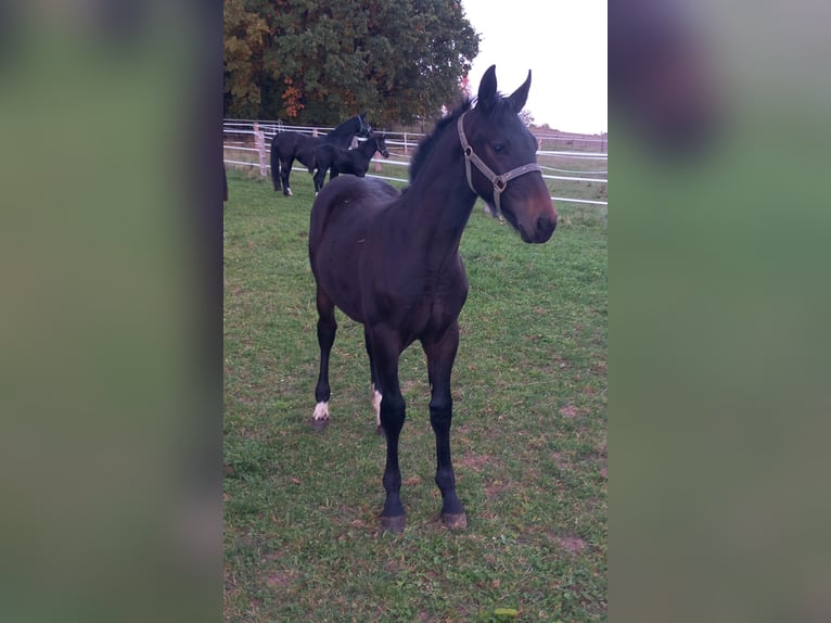 Schweres Warmblut Ogier 1 Rok Ciemnogniada in Schorndorf