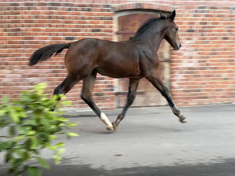 Schweres Warmblut Ogier 1 Rok Gniada in Steinpleis