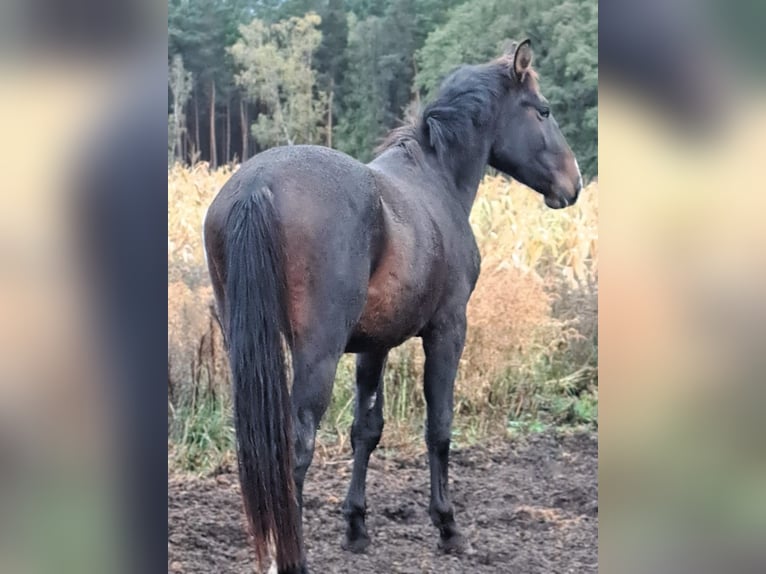 Schweres Warmblut Ogier 2 lat 165 cm Gniada in Aurich