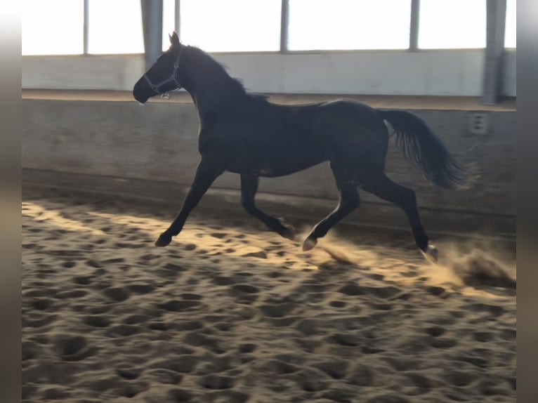 Schweres Warmblut Mix Ogier 2 lat 170 cm Kara in Twist