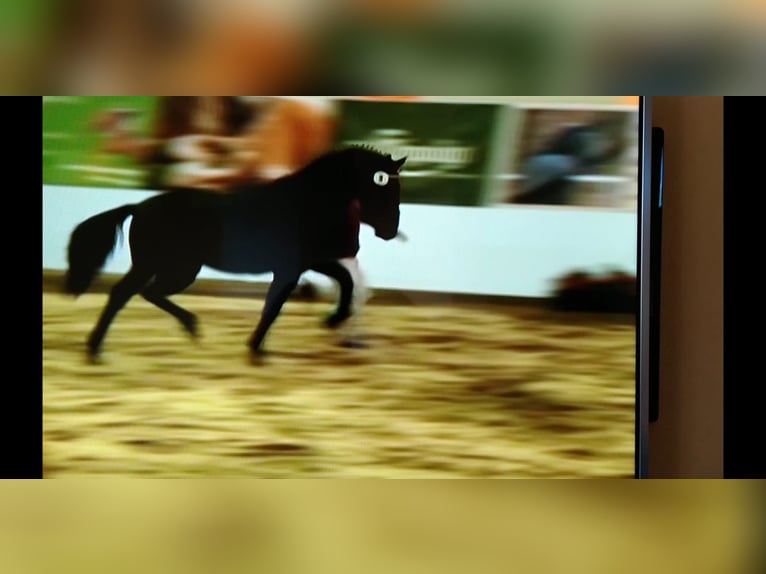 Schweres Warmblut Ogier 6 lat 164 cm Kara in Kamenz