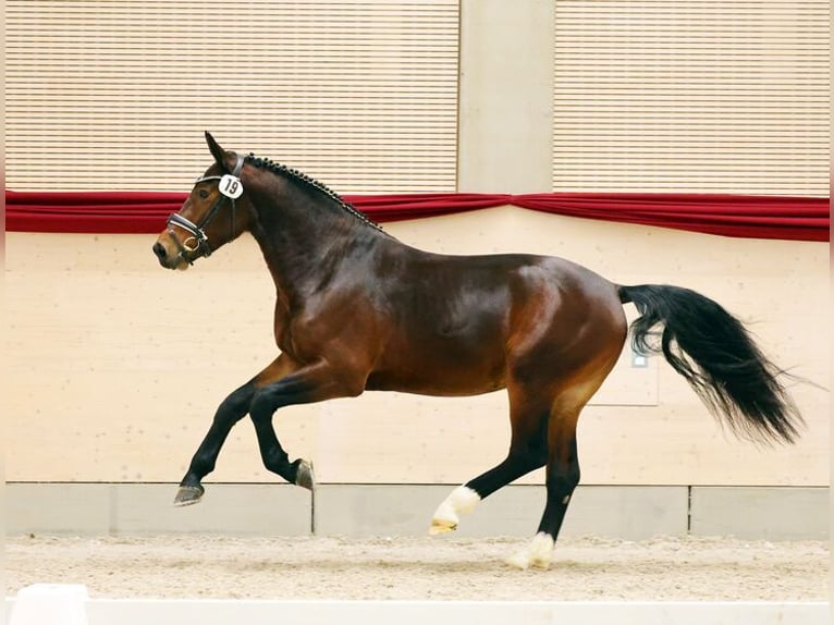 Schweres Warmblut Ogier Gniada in Nordhausen