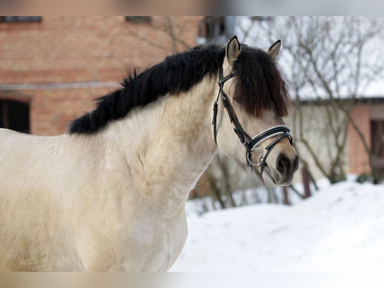 Schweres Warmblut Ogier Szampańska in Minsk