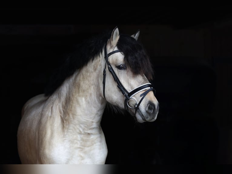 Schweres Warmblut Ogier Szampańska in Minsk