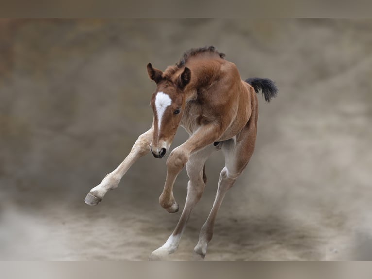 Schweres Warmblut Ogier  165 cm Gniada in Auerstedt