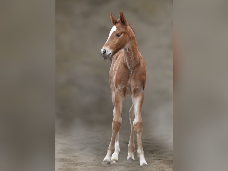 Schweres Warmblut Ogier  165 cm Gniada in Auerstedt