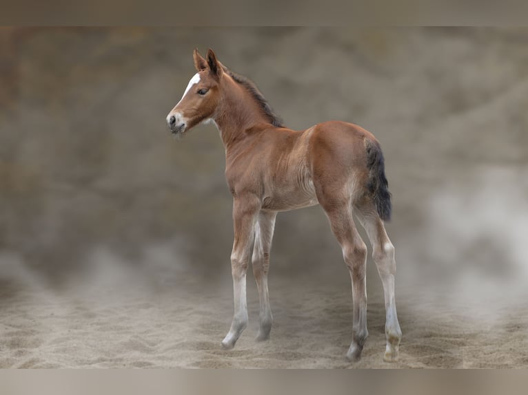 Schweres Warmblut Ogier  165 cm Gniada in Auerstedt