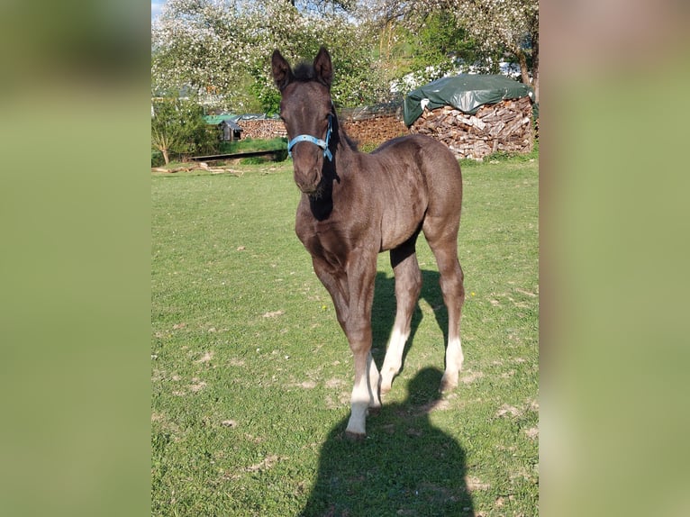 Schweres Warmblut Ogier  165 cm Kara in Eslohe