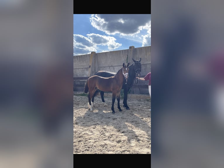 Schweres Warmblut Ogier Źrebak (02/2025) Gniada in Deuna