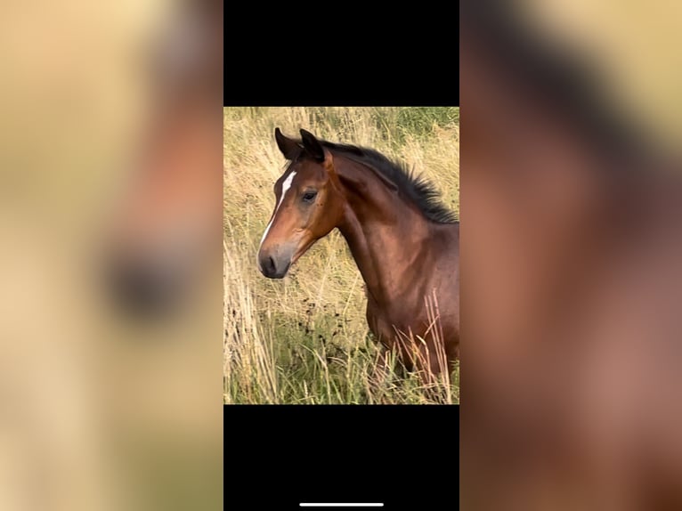 Schweres Warmblut Ogier Źrebak (02/2025) Gniada in Deuna