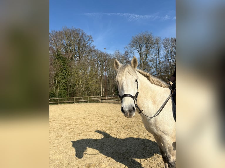 Schweres Warmblut Mix Stute 10 Jahre 152 cm Schimmel in Mönchengladbach