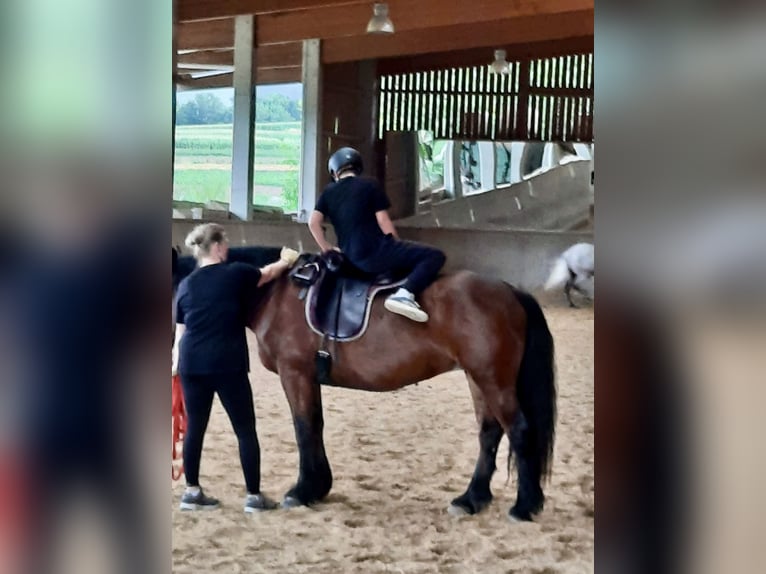 Schweres Warmblut Mix Stute 10 Jahre 160 cm Brauner in Tulln
