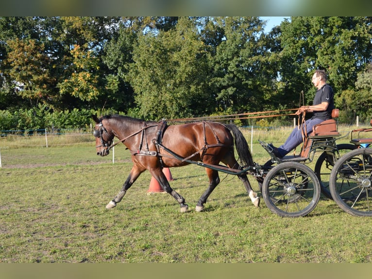 Schweres Warmblut Stute 10 Jahre 167 cm Brauner in Elsterwerda