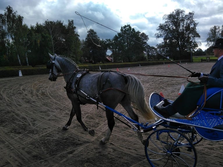 Schweres Warmblut Stute 10 Jahre 167 cm  in Kamenz