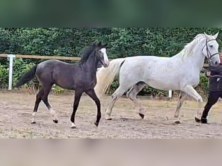 Schweres Warmblut Stute 10 Jahre 167 cm  in Kamenz