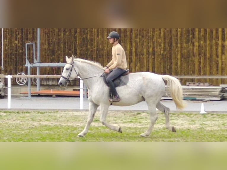 Schweres Warmblut Stute 10 Jahre 167 cm  in Kamenz