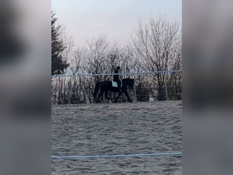 Schweres Warmblut Stute 10 Jahre 167 cm Rappe in Hattenhofen