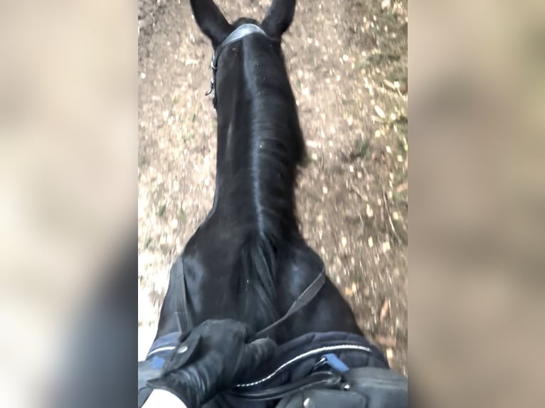 Schweres Warmblut Stute 10 Jahre 167 cm Rappe in Hattenhofen