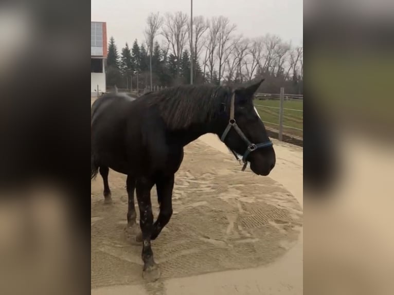 Schweres Warmblut Stute 10 Jahre 167 cm Rappe in Hattenhofen