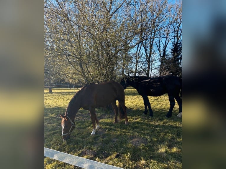 Schweres Warmblut Stute 10 Jahre 167 cm Rappe in Hattenhofen