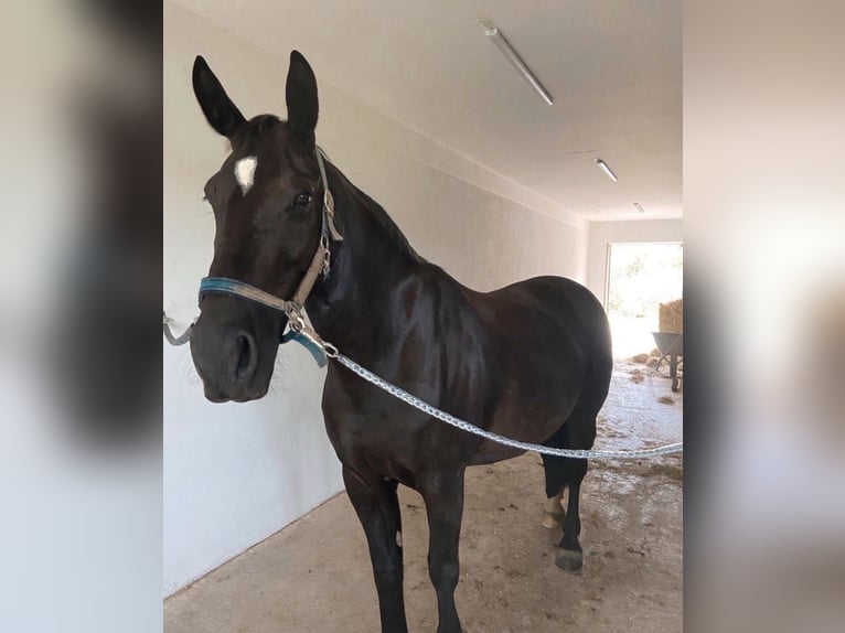 Schweres Warmblut Stute 10 Jahre 167 cm Rappe in Hattenhofen