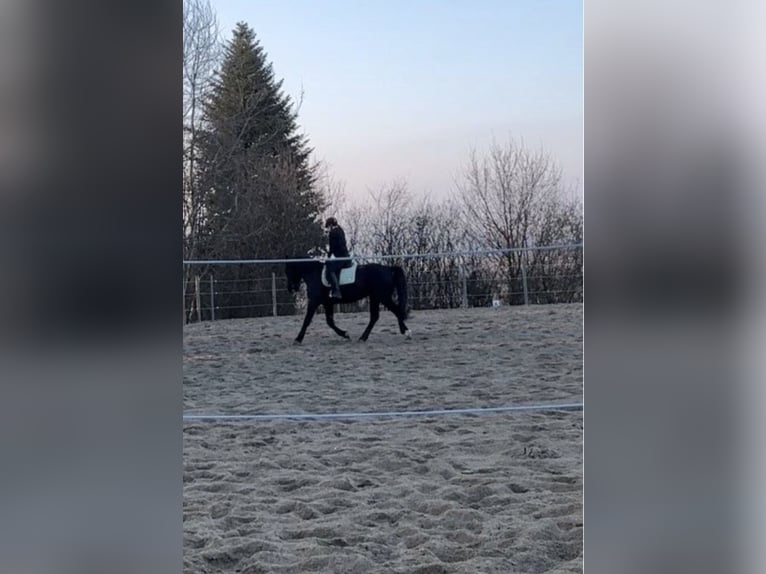Schweres Warmblut Stute 10 Jahre 167 cm Rappe in Hattenhofen