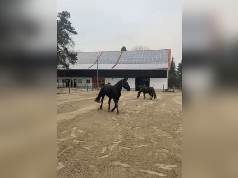 Schweres Warmblut Stute 10 Jahre 167 cm Rappe in Hattenhofen