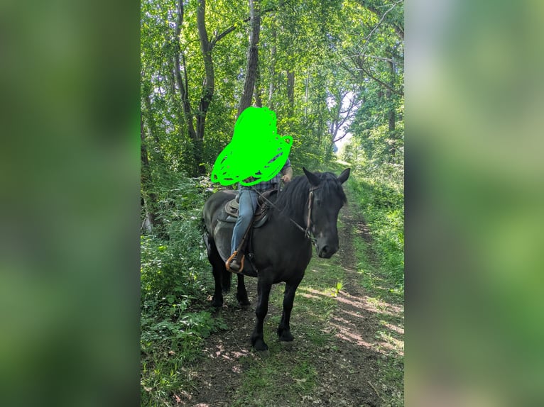 Schweres Warmblut Stute 10 Jahre Rappe in Hagenow