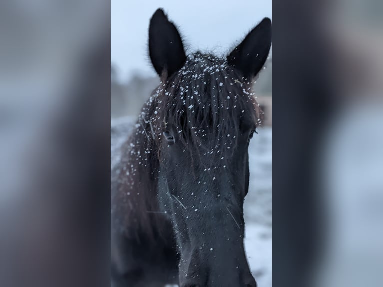 Schweres Warmblut Stute 10 Jahre Rappe in Hagenow
