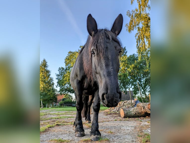 Schweres Warmblut Stute 10 Jahre Rappe in Hagenow