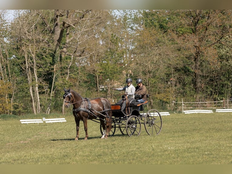 Schweres Warmblut Stute 11 Jahre 163 cm Dunkelfuchs in Heiden