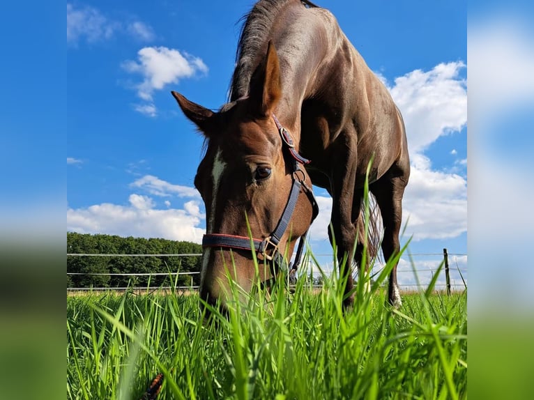 Schweres Warmblut Stute 11 Jahre 163 cm Dunkelfuchs in Heiden