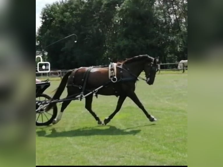 Schweres Warmblut Stute 11 Jahre 163 cm Dunkelfuchs in Heiden