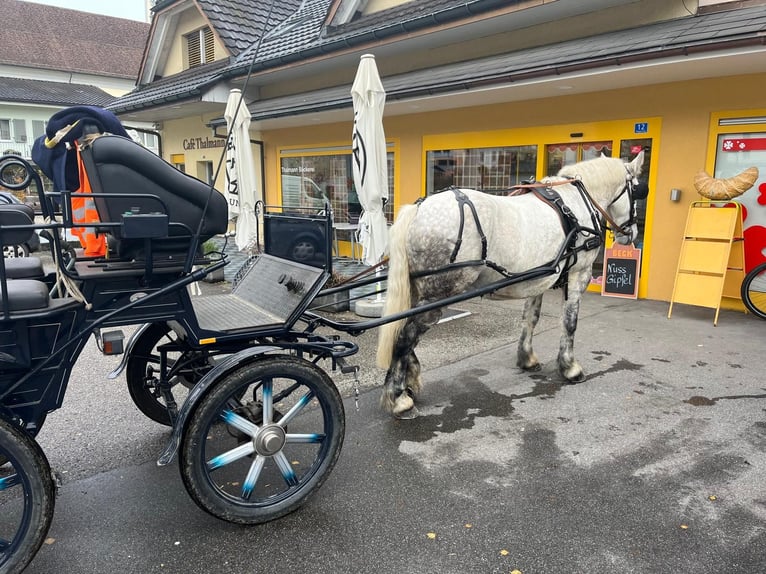 Schweres Warmblut Stute 11 Jahre Schimmel in Willisau