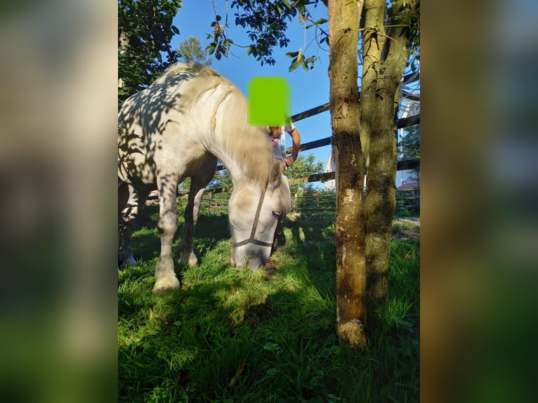 Schweres Warmblut Stute 11 Jahre Schimmel in Willisau