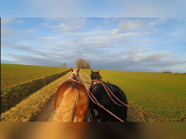 Schweres Warmblut Stute 12 Jahre 160 cm Rappe in Niederstetten