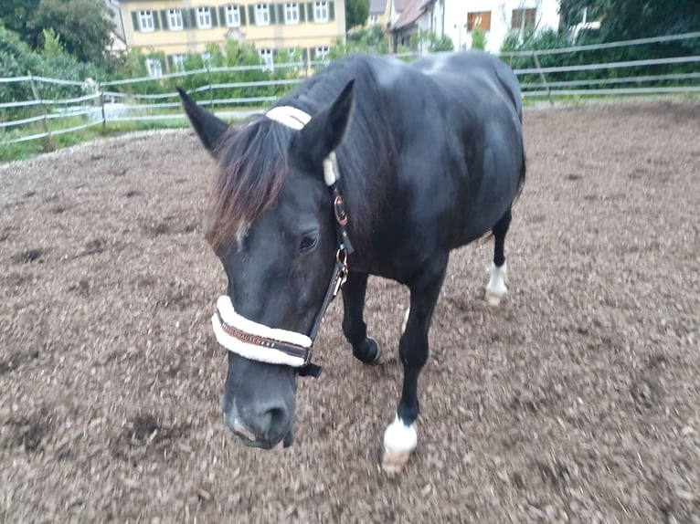 Schweres Warmblut Stute 12 Jahre 160 cm Rappe in Niederstetten