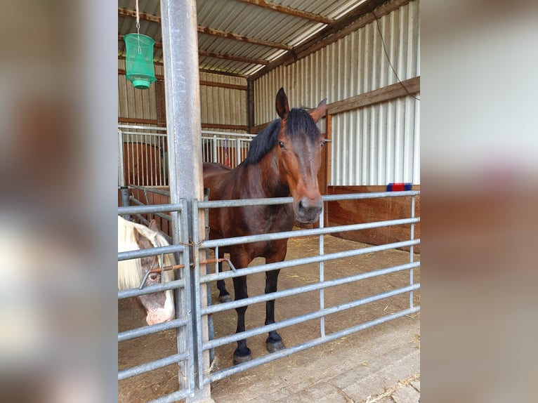 Schweres Warmblut Stute 12 Jahre 164 cm Brauner in Wurster Nordseeküste