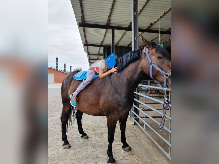 Schweres Warmblut Stute 12 Jahre 164 cm Brauner in Wurster Nordseeküste
