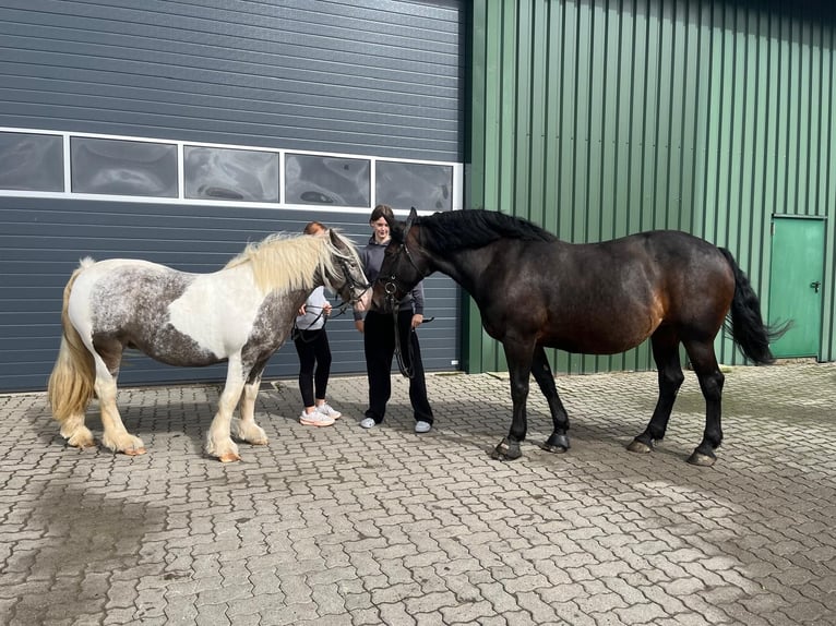 Schweres Warmblut Stute 12 Jahre 164 cm Brauner in Wurster Nordseeküste