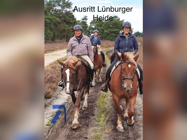 Schweres Warmblut Stute 12 Jahre 167 cm Dunkelfuchs in Fallingbostel