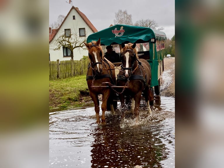 Schweres Warmblut Stute 12 Jahre 167 cm Dunkelfuchs in Fallingbostel