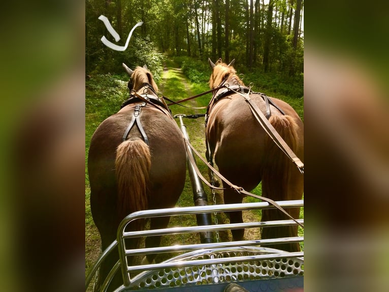 Schweres Warmblut Stute 12 Jahre 167 cm Dunkelfuchs in Fallingbostel