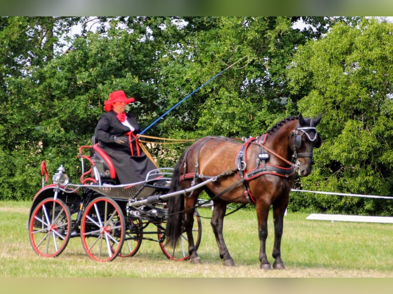Schweres Warmblut Stute 13 Jahre 158 cm Rappe in Dellstedt