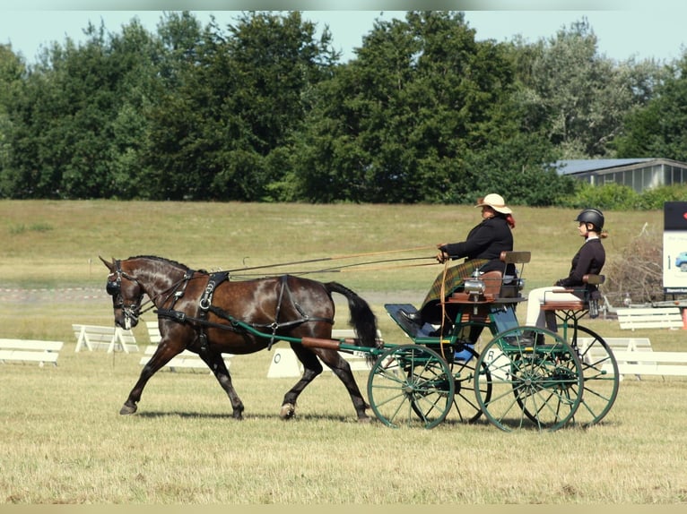 Schweres Warmblut Stute 13 Jahre 158 cm Rappe in Dellstedt