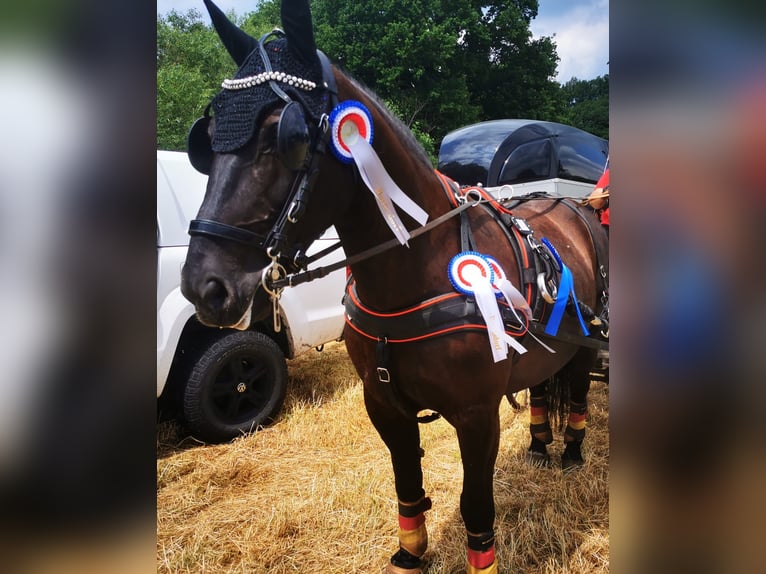 Schweres Warmblut Stute 13 Jahre 158 cm Rappe in Dellstedt