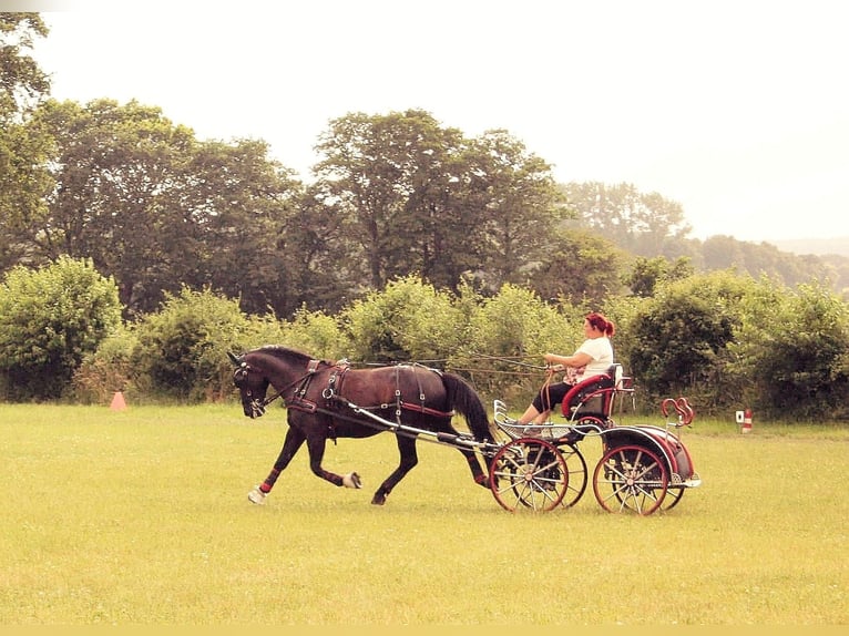 Schweres Warmblut Stute 13 Jahre 158 cm Rappe in Dellstedt